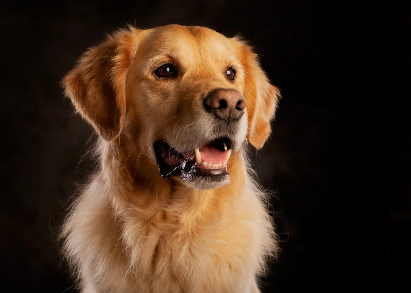 Golden retriever met open bek en warm strijklicht over zijn vacht
