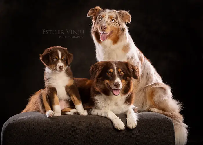 Drie Australische herders, een pup en twee volwassen honden, samen op een grijze poef met de tong uit de bek