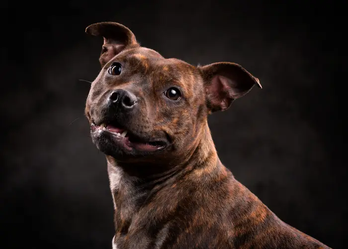 Bruine gestroomde hond met een opgewekte blik en licht open bek, één oor rechtop, tegen een donkere achtergrond
