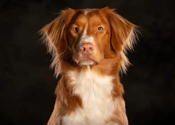 Detail van het oog van een Nova Scotia duck tolling retriever, met de reflectie van het studiolicht