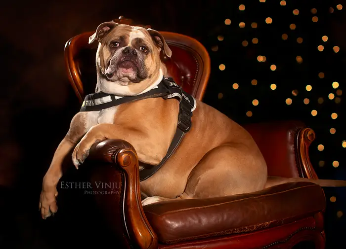 Engelse bulldog languit in de leren fauteuil die in de studio staat