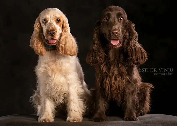 Blonde en chocoladebruine cocker spani&euml;l naast elkaar