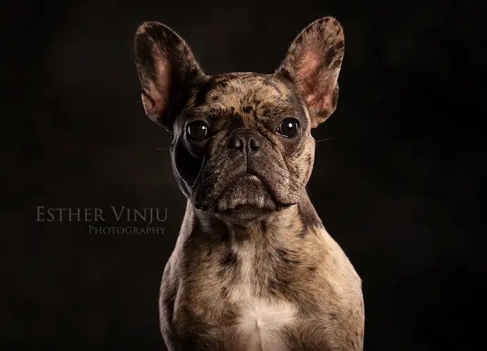 Gestroomde Franse bulldog met grote oren, recht in de lens