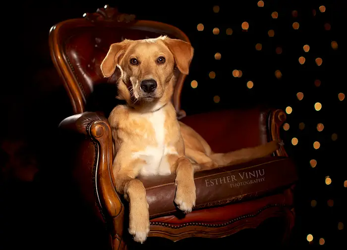 Kleine lichtbruine hond in een antieke fauteuil met warme lichtjes erachter