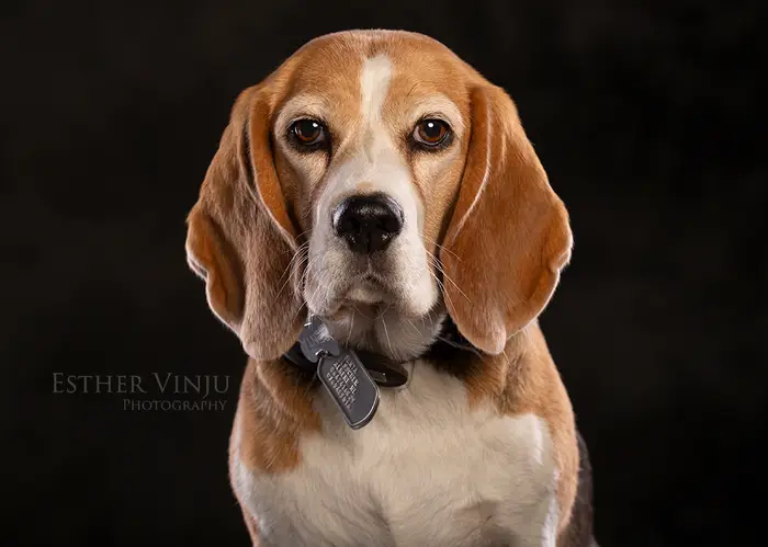 Beagle die rustig in de lens kijkt, zacht licht op zijn snuit