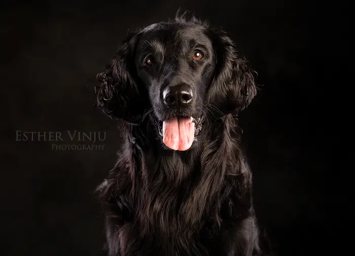 Zwarte flatcoated retriever met glanzende vacht en de tong uit de bek
