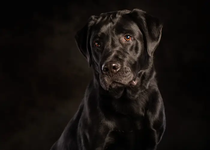 Zwarte labrador tegen zwart, alleen de randen van zijn vacht lichten op