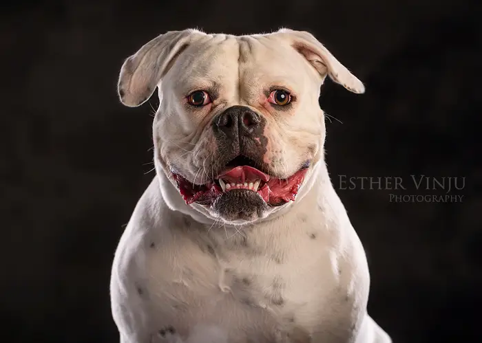 Witte bulldog met open bek, ontspannen in de studio