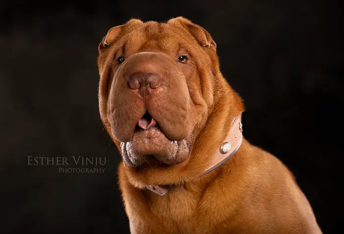 Bruine shar-pei met karakteristieke plooien in zacht zijlicht